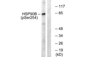 Western blot analysis of extracts from Hela cells treated with TNF- alpha (10ng/ml, 30mins), using HSP90B (phospho-Ser254) antibody. (HSP90AB1 抗体  (pSer254))