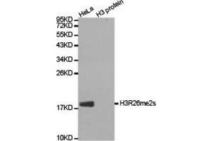 Western blot analysis of extracts of HeLa cell line and H3 protein expressed in E. (Histone 3 抗体  (H3R26me2s))