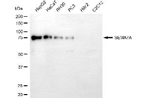 Western blotting analysis using SEMA7A antibody (ABIN7800293).