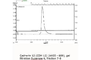 Image no. 3 for Cadherin 12 (AA 55-609) protein (MBP tag) (ABIN3090213) (Cadherin 12 Protein (AA 55-609) (MBP tag))