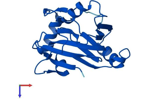 ADI1 Protein (AA 1-179) (His tag)