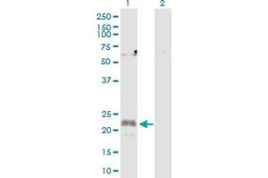 Western Blot analysis of CFC1 expression in transfected 293T cell line by CFC1 MaxPab polyclonal antibody. (CFC1 抗体  (AA 1-223))
