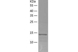 Western Blotting (WB) image for Interleukin 9 (IL9) (AA 19-144) protein (His tag) (ABIN7123625)
