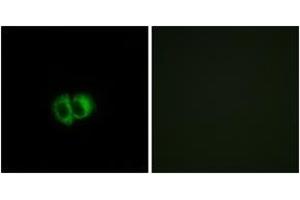 Immunofluorescence analysis of MCF7 cells, using OXER1 Antibody. (OXER1 抗体  (AA 212-261))