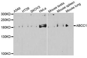 Western blot analysis of extracts of various cell lines, using ABCC1 antibody. (ABCC1 抗体)