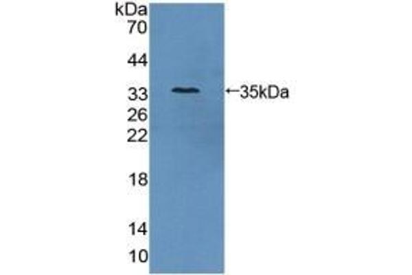 Antizyme Inhibitor 1 抗体  (AA 5-290)