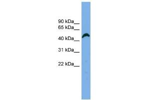 WB Suggested Anti-APBB3 Antibody Titration: 0. (APBB3 抗体  (N-Term))