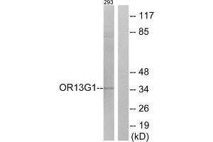 Western Blotting (WB) image for anti-Olfactory Receptor, Family 13, Subfamily G, Member 1 (OR13G1) (C-Term) antibody (ABIN1853190) (OR13G1 抗体  (C-Term))