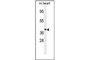 Western blot analysis of GNA15 Antibody (C-term) in mouse heart tissue lysates (35ug/lane). (GNA15 抗体  (C-Term))