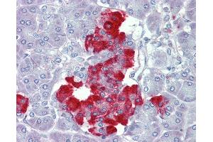 Anti-PDGFB antibody IHC of human pancreas. (PDGF-BB Homodimer (AA 222-233) 抗体)
