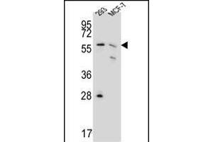 PGD Antibody (Center) (ABIN651639 and ABIN2840342) western blot analysis in 293,MCF-7 cell line lysates (35 μg/lane). (PGD 抗体  (AA 236-265))