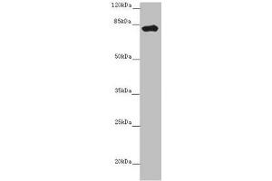 Western blot All lanes: LRCH1 antibody at 15 μg/mL + Hela whole cell lysate Secondary Goat polyclonal to rabbit IgG at 1/10000 dilution Predicted band size: 81, 78, 85 kDa Observed band size: 81 kDa (LRCH1 抗体  (AA 1-105))