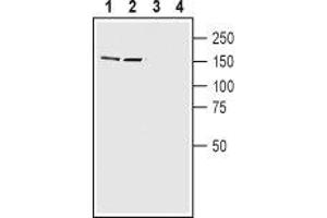 Western blot analysis of rat (lanes 1 and 3) and mouse (lanes 2 and 4) brain lysates: - 1,2. (CNTNAP2 抗体  (C-Term, Intracellular))