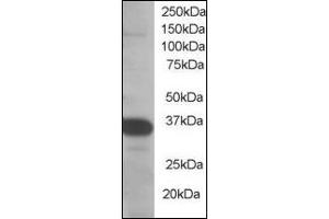 Image no. 2 for anti-Single-Strand-Selective Monofunctional Uracil-DNA Glycosylase 1 (SMUG1) (N-Term) antibody (ABIN372862) (SMUG1 抗体  (N-Term))