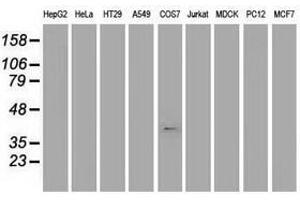 Image no. 1 for anti-Musashi Homolog 1 (Drosophila) (MSI1) antibody (ABIN1499571) (MSI1 抗体)
