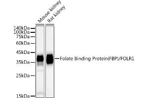 Western blot analysis of extracts of various cell lines, using Folate Binding Protein(FBP) / FOLR1 antibody (ABIN7267223) at 1:1000 dilution. (FOLR1 抗体)