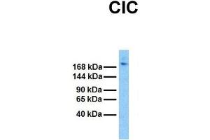 Western Blotting (WB) image for anti-Capicua Homolog (CIC) (N-Term) antibody (ABIN2779683)