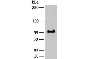 Western blot analysis of TM4 cell lysate using GANC Polyclonal Antibody at dilution of 1:550 (GANC 抗体)