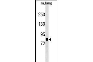 COG7 Antibody (C-term) (ABIN1537568 and ABIN2849955) western blot analysis in mouse lung tissue lysates (35 μg/lane). (COG7 抗体  (C-Term))
