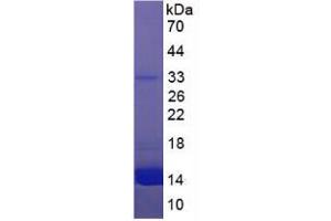 SDS-PAGE (SDS) image for Hemoglobin protein (ABIN1980590) (Hemoglobin 蛋白)