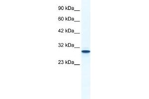 WB Suggested Anti-ANXA5 Antibody Titration:  1. (Annexin V 抗体  (N-Term))