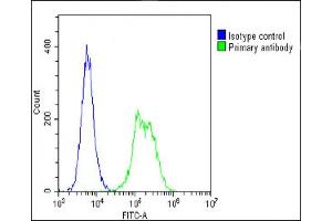 Overlay histogram showing C2C12 cells stained with (ABIN6242660 and ABIN6578661)(green line). (TUBB 抗体  (AA 46-78))