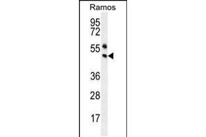 Western blot analysis in Ramos cell line lysates (35ug/lane). (PAX5 抗体  (AA 178-207))