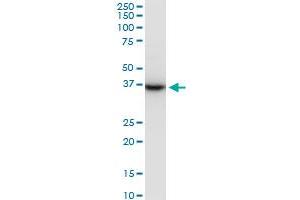 PRSS8 monoclonal antibody (M11A), clone 3C4. (PRSS8 抗体  (AA 1-343))
