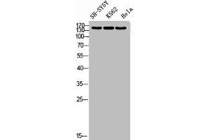 Western blot analysis of SH-SY5Y K562 HELA using RNase III Drosha antibody. (DROSHA 抗体  (Internal Region))
