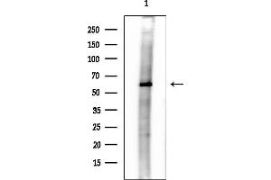 Western blot analysis of lysates from Rat brain, using MBO Antibody at 1/1000 dilution.