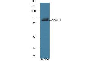 Lane 1: MCF-7 lysates probed with Rabbit Anti-OSGIN1 Polyclonal Antibody, Unconjugated (ABIN713786) at 1:300 overnight at 4 °C. (OSGIN1 抗体  (AA 351-450))