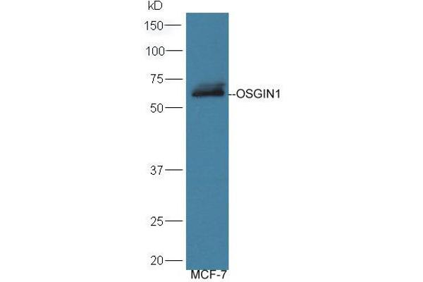 OSGIN1 抗体  (AA 351-450)