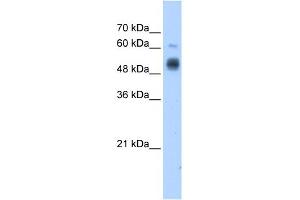 GCNT3 antibody used at 1. (GCNT3 抗体)