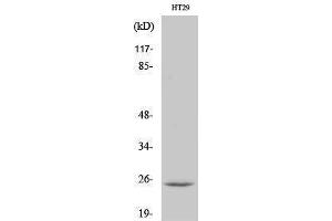 Western Blotting (WB) image for anti-Cell Death-Inducing DFFA-Like Effector B (CIDEB) (Internal Region) antibody (ABIN3174407) (CIDEB 抗体  (Internal Region))