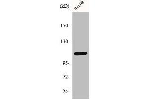 Western Blot analysis of HepG2 cells using Histone deacetylase 9 Polyclonal Antibody (HDAC9 抗体  (C-Term))