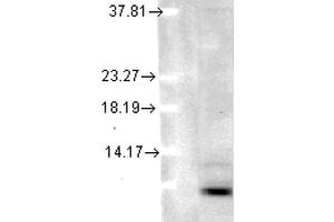 Western Blot analysis of Human cell lysates showing detection of Ubiquitin protein using Mouse Anti-Ubiquitin Monoclonal Antibody, Clone 5B9-B3 . (Ubiquitin 抗体  (Atto 488))