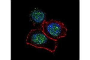 Confocal immunofluorescent analysis of JMJD3 antibody with HeLa cells followed by Alexa Fluor 488-conjugated goat anti-rabbit lgG (green). (Kdm6b 抗体  (AA 1-30))