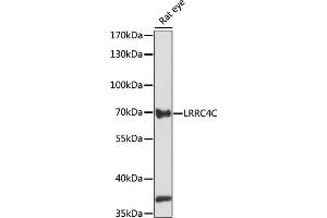 Western blot analysis of extracts of rat eye, using LRRC4C antibody (ABIN7268218) at 1:1000 dilution. (LRRC4C 抗体  (AA 450-520))
