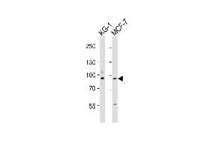 All lanes : Anti-UHRF1 Antibody (N-term) at 1:4000 dilution Lane 1: KG-1 whole cell lysates Lane 2: MCF-7 whole cell lysates Lysates/proteins at 20 μg per lane. (UHRF1 抗体  (N-Term))