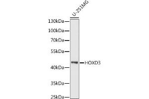 Western blot analysis of extracts of U-251MG cells, using HOXD3 antibody (ABIN7267774) at 1:1000 dilution.