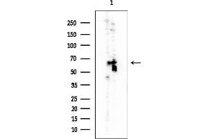 Western blot analysis of lysates from Mouse liver, using RUNX2 Mouse Monoclonal Antibody at 1/1000 dilution.