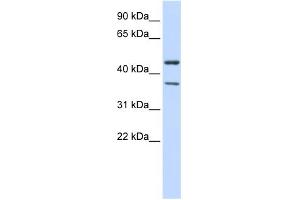 Western Blotting (WB) image for anti-Potassium Inwardly-Rectifying Channel, Subfamily J, Member 4 (KCNJ4) (Middle Region) antibody (ABIN2776173)