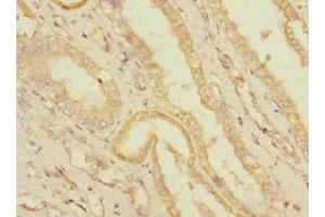 Immunohistochemistry of paraffin-embedded human kidney tissue using ABIN7166584 at dilution of 1:100 (SLC36A3 抗体  (AA 1-46))
