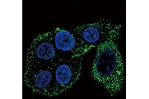 Immunofluorescence (IF) image for anti-Cytochrome P450, Family 2, Subfamily S, Polypeptide 1 (CYP2S1) (AA 399-428), (C-Term) antibody (ABIN656566)