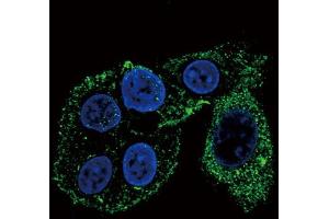 Confocal immunofluorescent analysis of CYP2S1 Antibody (C-term) (ABIN656566 and ABIN2845826) with HepG2 cell followed by Alexa Fluor? (CYP2S1 抗体  (C-Term))