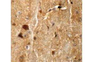 Immunohistochemical staining of mouse brain cells with TMEM192 polyclonal antibody  at 5 ug/mL. (TMEM192 抗体  (C-Term))
