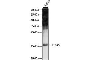 Western blot analysis of extracts of A-549 cells, using LTC4S antibody (ABIN6293059) at 1:1000 dilution. (LTC4S 抗体)