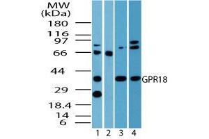 Image no. 2 for anti-G Protein-Coupled Receptor 18 (GPR18) (AA 1-50) antibody (ABIN960190) (GPR18 抗体  (AA 1-50))