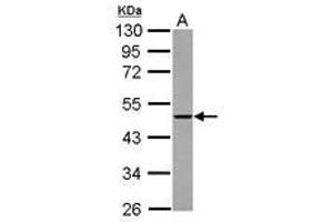 Image no. 2 for anti-THUMP Domain Containing 2 (THUMPD2) (AA 246-491) antibody (ABIN1501385) (THUMPD2 抗体  (AA 246-491))