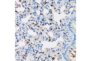 Immunohistochemistry of paraffin-embedded rat lung using RPB3/POLR2C Rabbit mAb (ABIN7269458) at dilution of 1:100 (40x lens). (POLR2C 抗体)